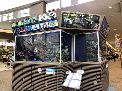 稲沢ドンキ水槽-2