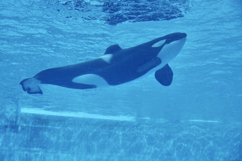 名古屋港 シャチのアース公開トレーニング-7