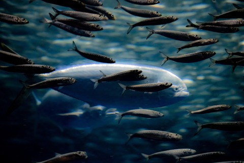 名古屋港水族館 シイラ-3