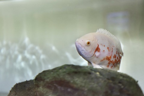 えきまちテラス長浜 小さなびわ湖水族館-16