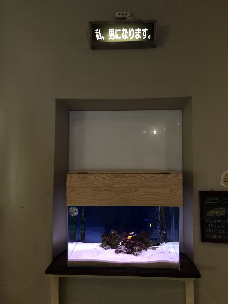 京都府 関西電力 宮津エネルギー研究所 丹後魚っ知館 主食は水族館です 京都府 関西電力 宮津エネルギー研究所 丹後魚っ知館 主食は水族館です