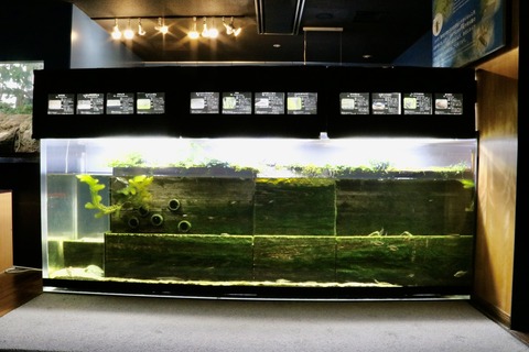 山梨県立富士湧水の里水族館 森の中の水族館-5