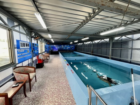 ドルフィンリゾート ウミガメプール-4