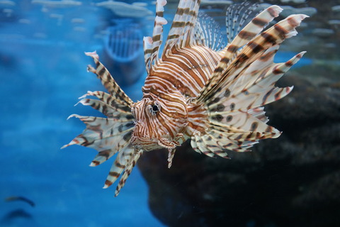 碧南水族館-27