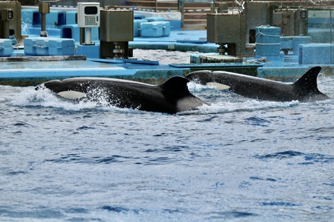 名古屋港水族館 リン 公開トレーニング-14