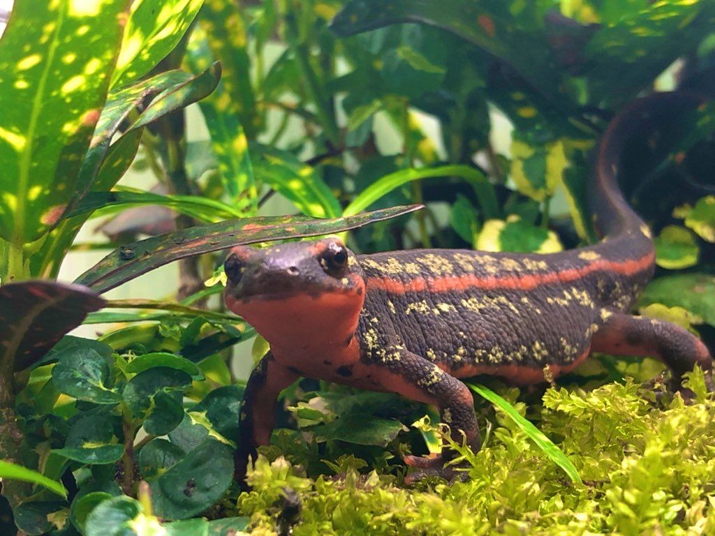 ステイホーム イモリ 主食は水族館です ステイホーム イモリ 主食は水族館です