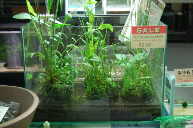 侘び草 日本の水辺植物mix 入荷しました スイソウカン