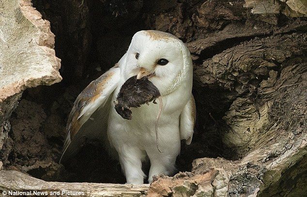 フクロウがネズミを丸呑み 画像あり すいすい速報