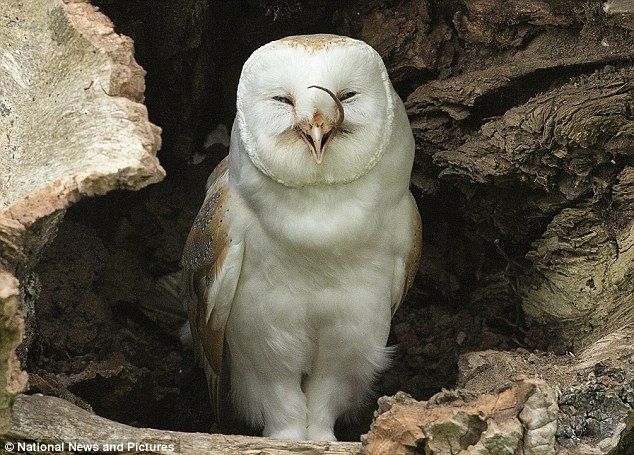 フクロウがネズミを丸呑み 画像あり すいすい速報