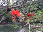 デイゴの花