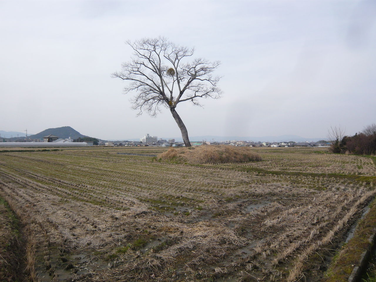 小墾田宮