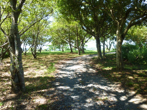名護屋城 (91)