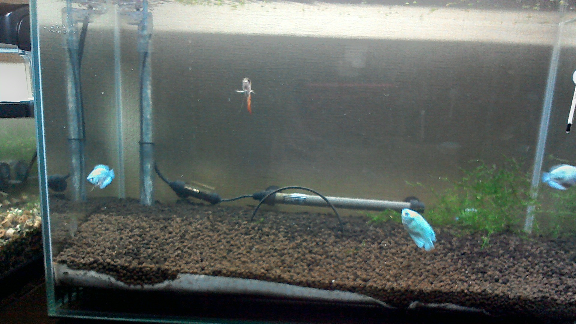 熱帯魚 ぼくんちの水槽とお魚さん 育成 あしはやいさん