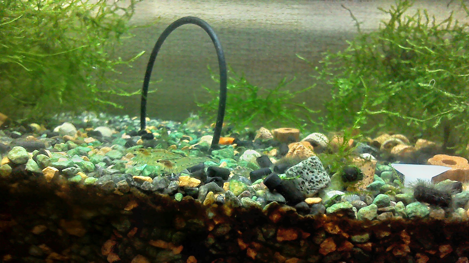 熱帯魚 水槽買い換え 新規立ち上げ 育成 あしはやいさん 熱帯魚 水槽買い換え 新規立ち上げ 育成 あしはやいさん