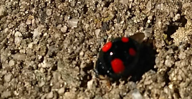 赤と黒のてんとう虫は仮面ライダー スカラベは天の川を見つめる 赤と黒のてんとう虫は仮面ライダー スカラベは天の川を見つめる