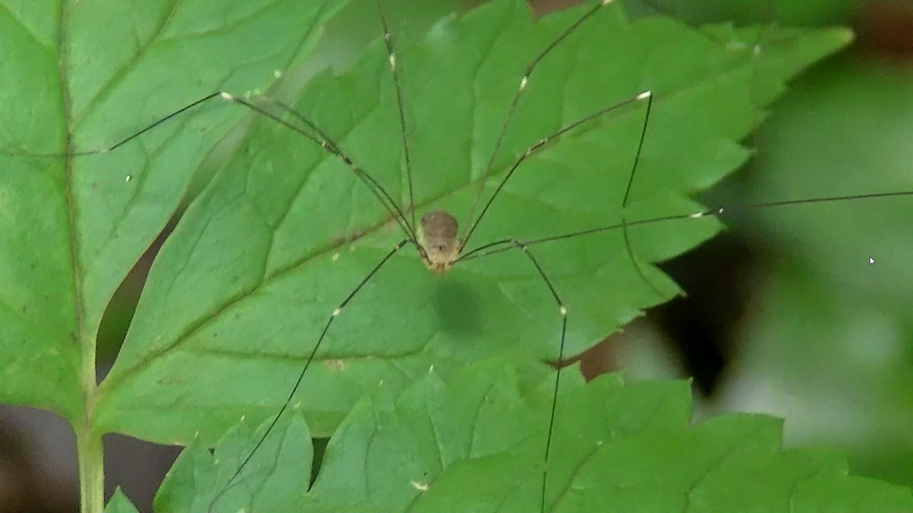 ザトウムシ 座頭虫 スカラベは天の川を見つめる