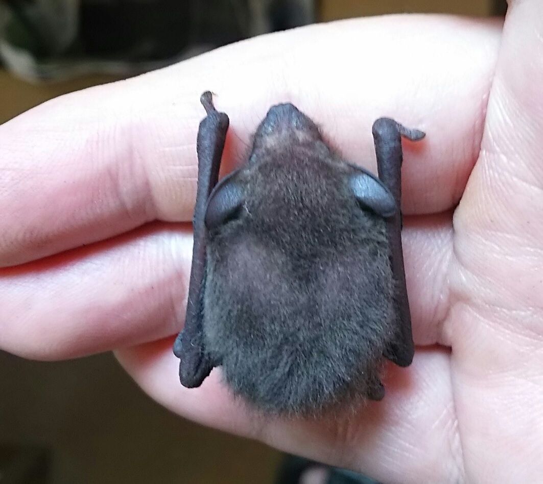 コウモリ赤ちゃん家宅侵入 スカラベは天の川を見つめる コウモリ赤ちゃん家宅侵入 スカラベは天の川を見つめる