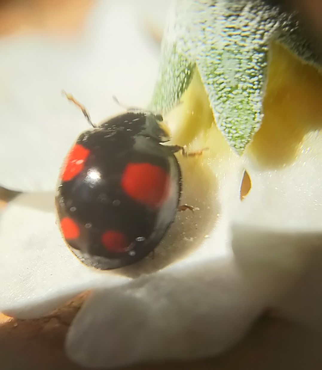 赤と黒のてんとう虫は仮面ライダー スカラベは天の川を見つめる 赤と黒のてんとう虫は仮面ライダー スカラベは天の川を見つめる