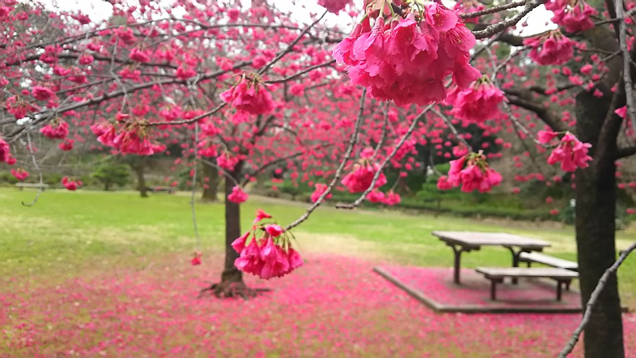 清澄庭園のカンヒザクラ 寒緋桜 が満開 スカラベは天の川を見つめる