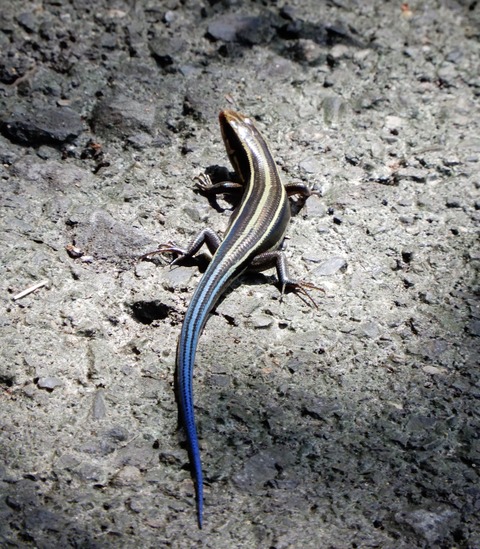 尻尾がコバルトブルーに輝くトカゲ スカラベは天の川を見つめる