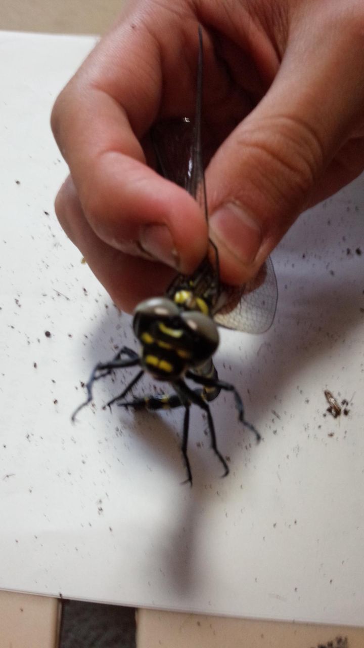 ワイ 最大級のオニヤンマを捕獲してしまうwwwww Jのログ おんjまとめブログ ワイ 最大級のオニヤンマを捕獲してしまうwwwww Jのログ おんjまとめブログ