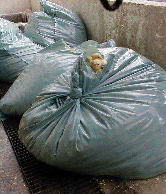 ひよこ鑑定士 うーん こいつは雄 ｗ Jのログ おんjまとめブログ