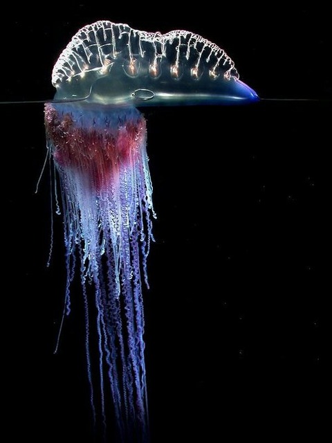 淡々と画像を貼るスレ 危険な動物毒 植物毒編 Jのログ おんjまとめブログ