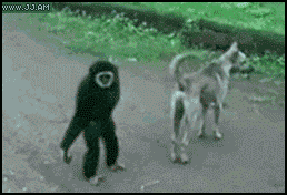 完了しました Gif 画像 犬 キャベツ Ikipicapixnem