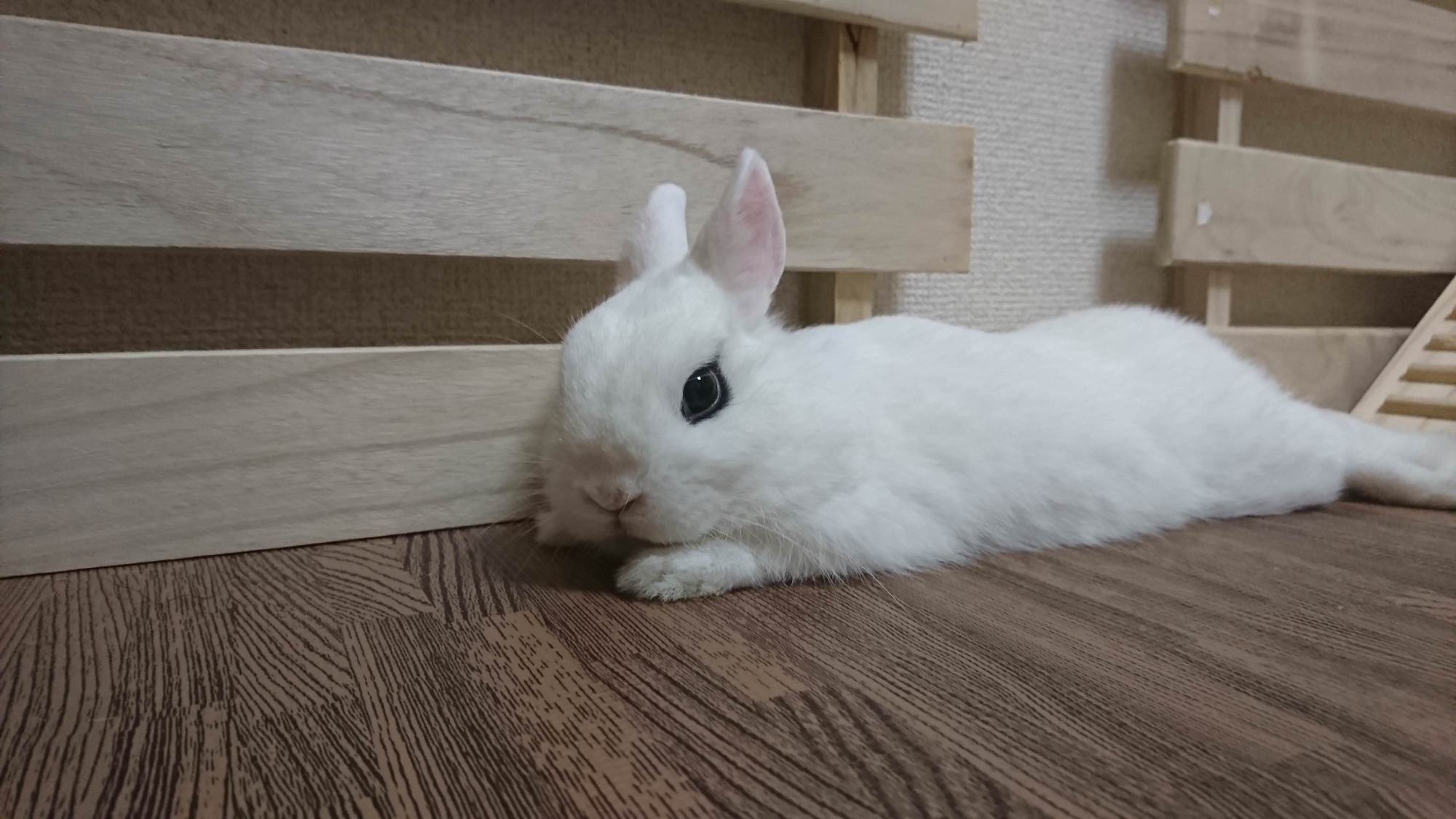 婚約破棄されたワイがうさぎと暮らし始めた Jのログ おんjまとめブログ