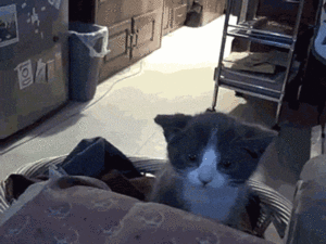 ワイが淡々と猫gifを貼ってくスレ Jのログ おんjまとめブログ