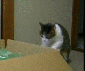 ワイが淡々と猫gifを貼ってくスレ Jのログ おんjまとめブログ