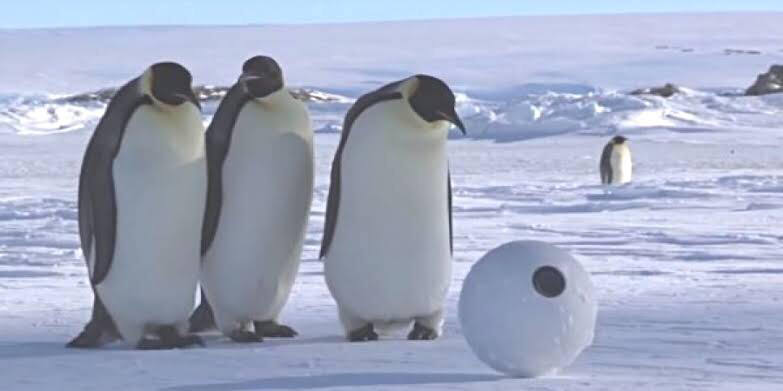 皇帝ペンギン 130cm30kg ネットでワイの事馬鹿にしたやろ Jのログ おんjまとめブログ