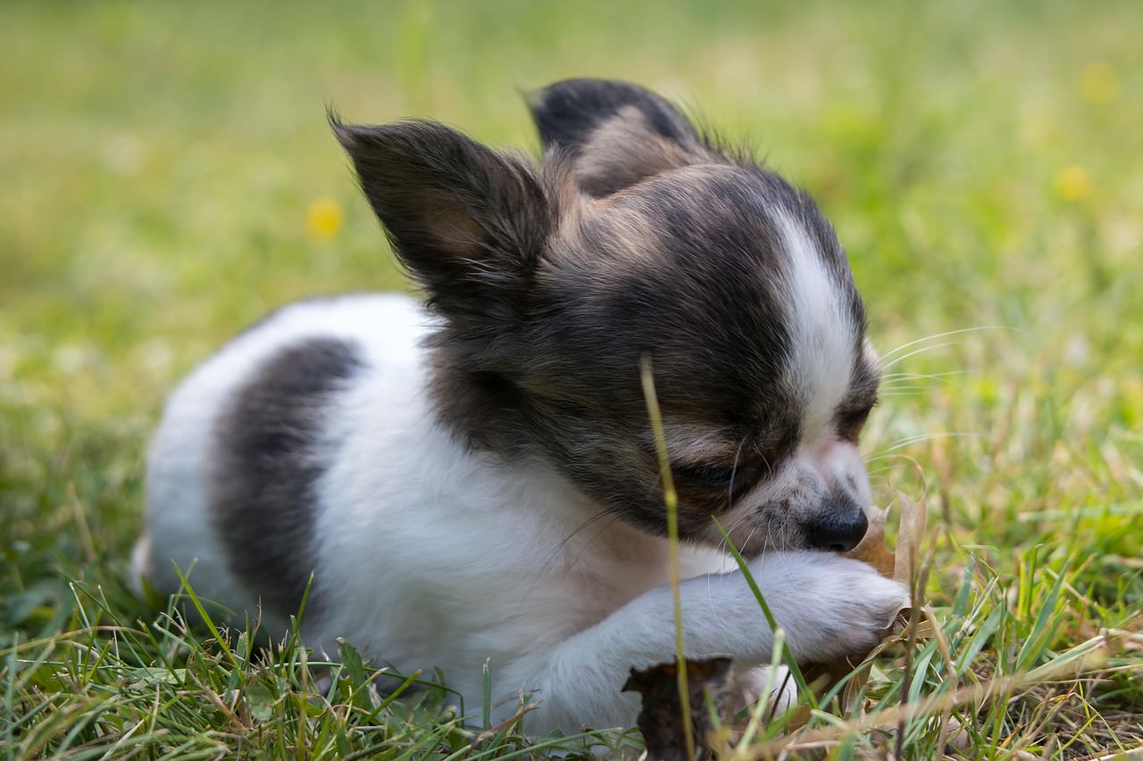 戌 干支にちなんで犬の画像貼ってくワン Jのログ おんjまとめブログ 戌 干支にちなんで犬の画像貼ってくワン Jのログ おんjまとめブログ