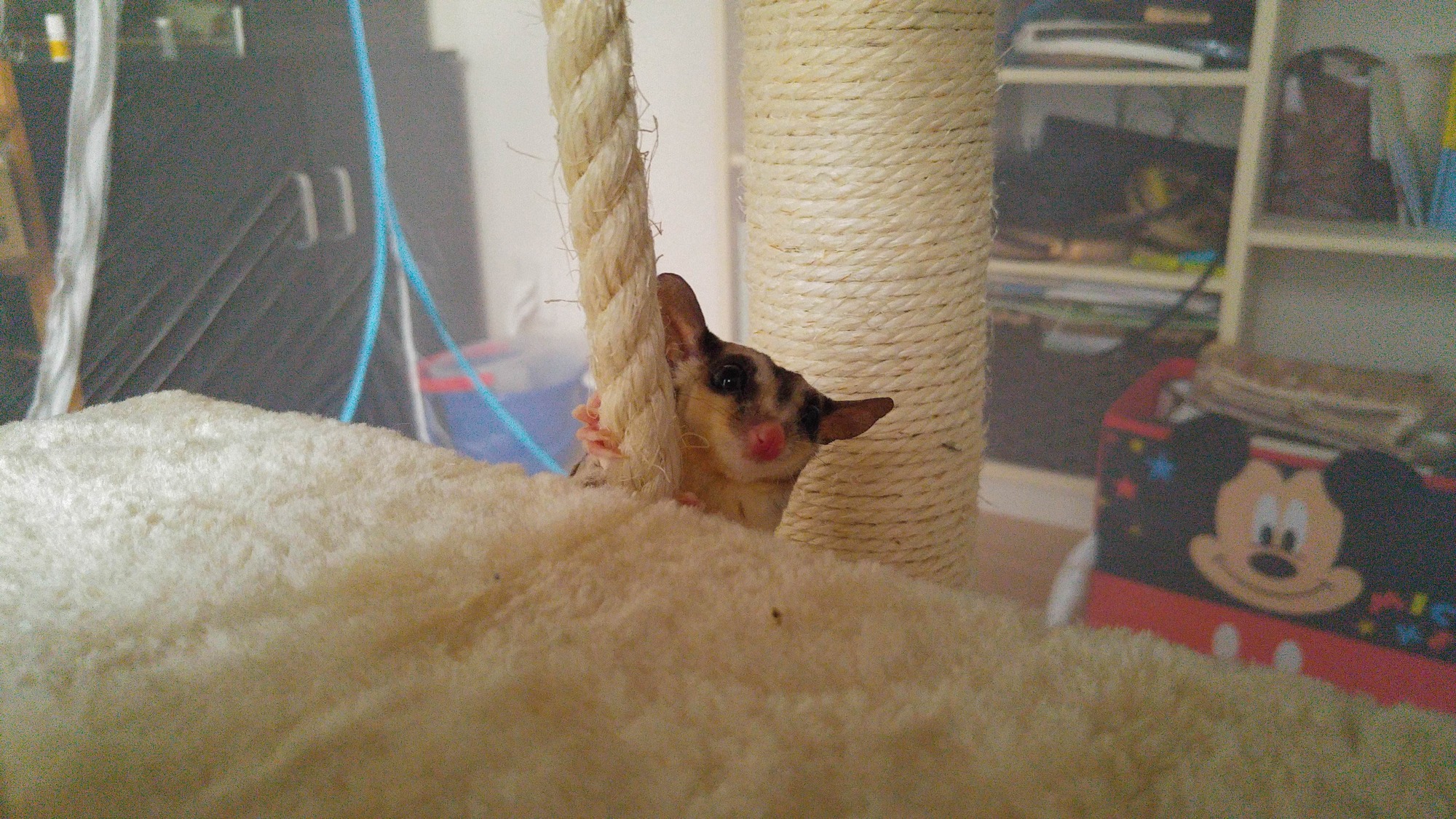 画像 モモンガ飼ってるから見てくれ Jのログ おんjまとめブログ
