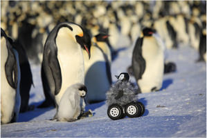 ペンギン 二足歩行か こいつもペンギンやな Jのログ おんjまとめブログ
