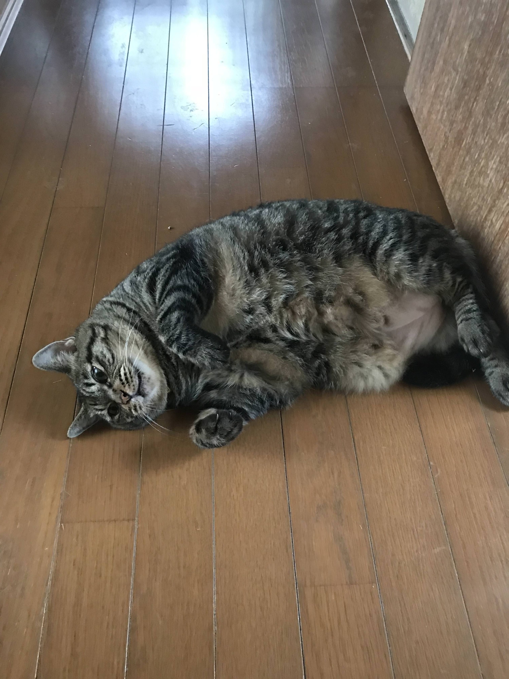 悲報 ワイ家のデブ猫 邪魔すぎる Jのログ おんjまとめブログ 悲報 ワイ家のデブ猫 邪魔すぎる Jのログ おんjまとめブログ