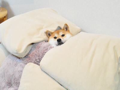 柴犬がかわいいという風潮wwwwwwwwwwwwwwww Jのログ おんjまとめブログ 柴犬がかわいいという風潮wwwwwwwwwwwwwwww Jのログ おんjまとめブログ