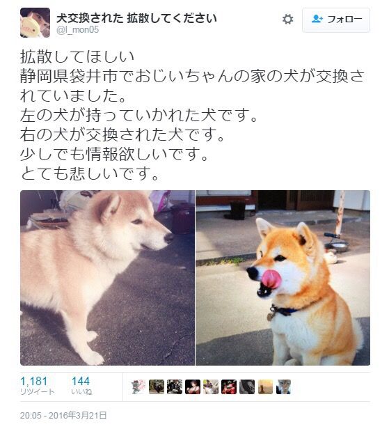 悲報 ワオのイッヌ 何度言っても玄関から靴を持ってきてしまう Jのログ おんjまとめブログ