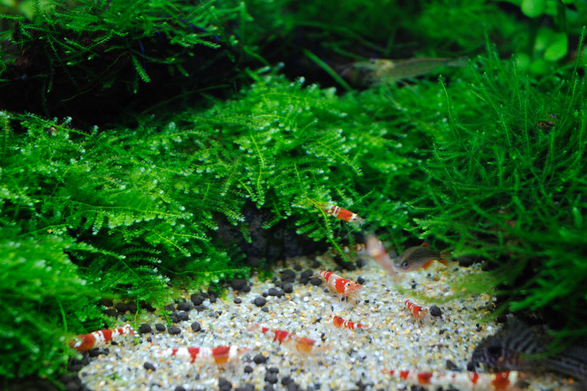 アクアリウムに詳しいワイが 初心者のためにおすすめセットを考えてみた Jのログ おんjまとめブログ