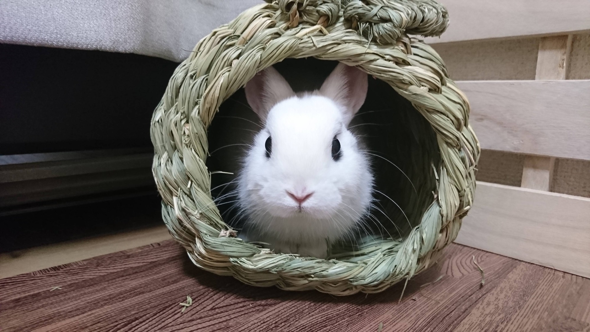 婚約破棄されたワイがうさぎと暮らし始めた Jのログ おんjまとめブログ