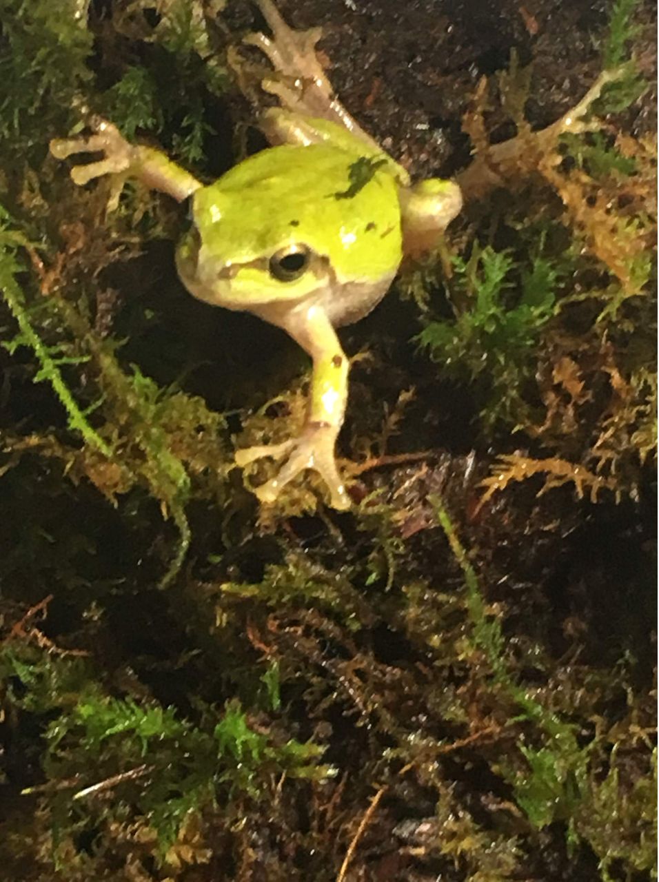 ワイのカエル かわいい Jのログ おんjまとめブログ ワイのカエル かわいい Jのログ おんjまとめブログ