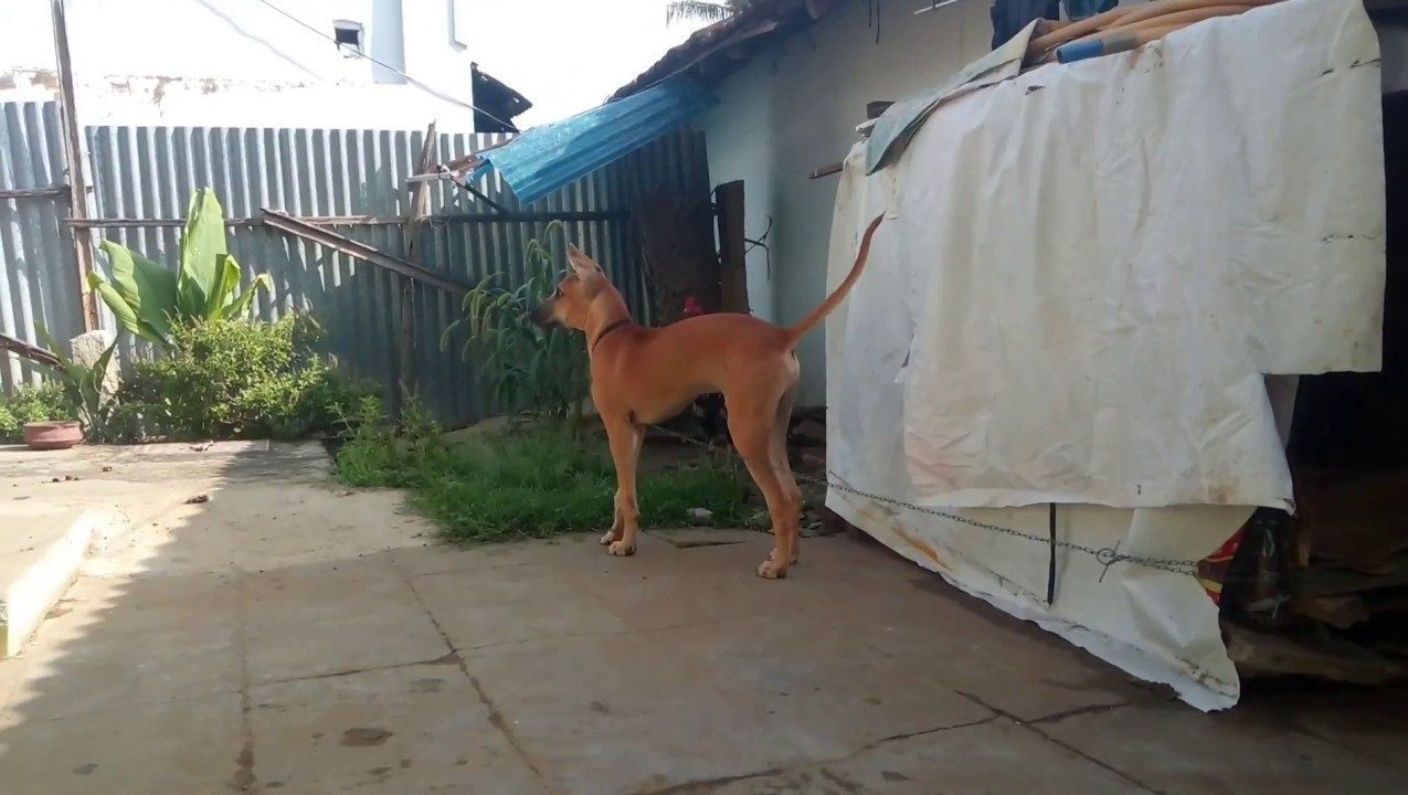 戌 干支にちなんで犬の画像貼ってくワン Jのログ おんjまとめブログ 戌 干支にちなんで犬の画像貼ってくワン Jのログ おんjまとめブログ