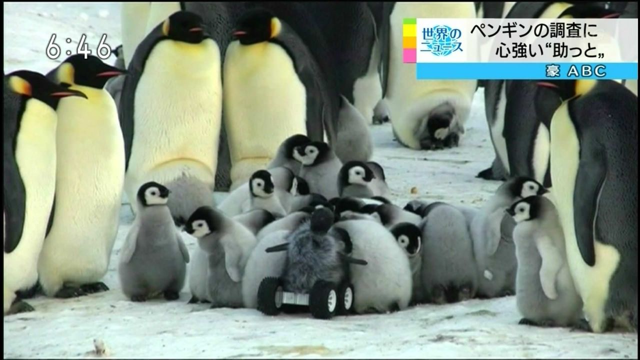 ペンギン 二足歩行か こいつもペンギンやな Jのログ おんjまとめブログ