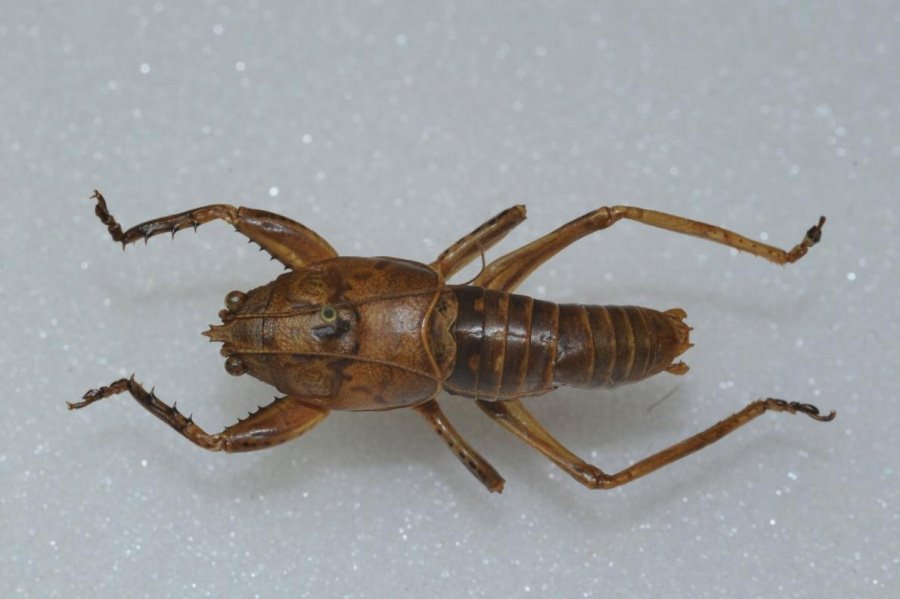 朗報 Kbtit型のキリギリスが発見される Jのログ おんjまとめブログ