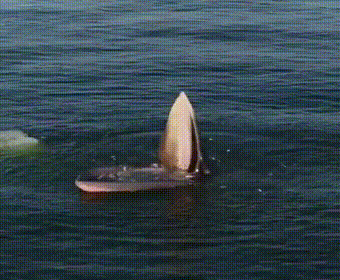 超gif クジラの飯の食い方がガチで怖い件についてwwwwwwww Jのログ おんjまとめブログ 超gif クジラの飯の食い方がガチで怖い件についてwwwwwwww Jのログ おんjまとめブログ