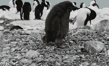ペンギン 二足歩行か こいつもペンギンやな Jのログ おんjまとめブログ