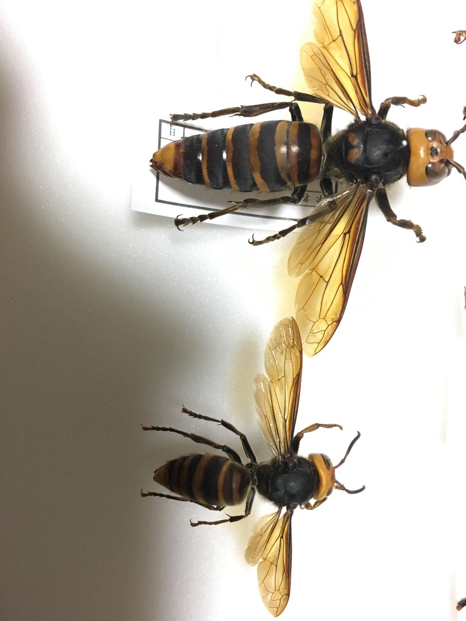 ワイが捕獲したスズメバチ ギネス記録を超えるw Jのログ おんjまとめブログ ワイが捕獲したスズメバチ ギネス記録を超えるw Jのログ おんjまとめブログ
