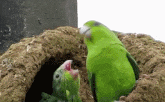 今日も動物gifスレまとめたンゴ Jのログ おんjまとめブログ 今日も動物gifスレまとめたンゴ Jのログ おんjまとめブログ