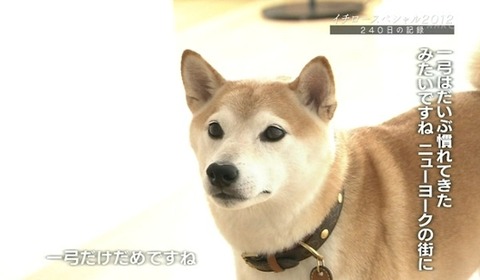 よく見るイヌの画像で打線組んだｗｗｗｗｗｗｗｗｗｗｗｗｗ Jのログ おんjまとめブログ