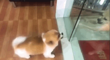 悲報 おんj民 犬だった Jのログ おんjまとめブログ 悲報 おんj民 犬だった Jのログ おんjまとめブログ